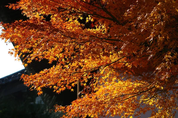 Kyoto reizen bestemming tijdens herfst seizoen. — Stockfoto