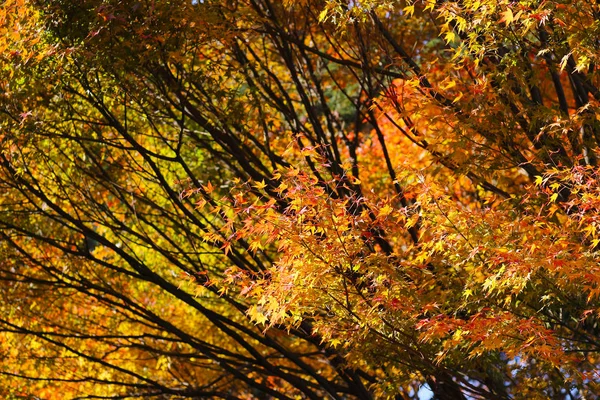 Kyoto destination de voyage pendant la saison d'automne . — Photo