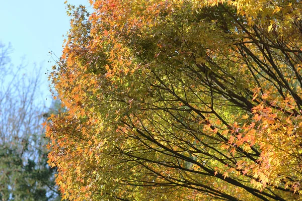 Berühmtes Kyoto-Reiseziel während der Herbstsaison — Stockfoto