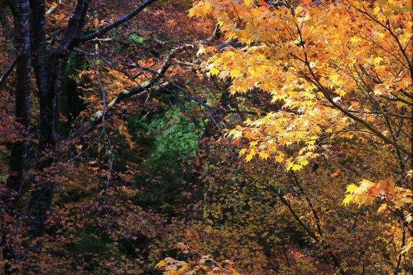 Höstsäsongen på Rurikou i templet, kyoto — Stockfoto