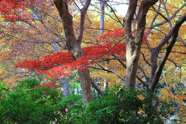 De val seizoen op Rurikou in de tempel, kyoto — Stockfoto