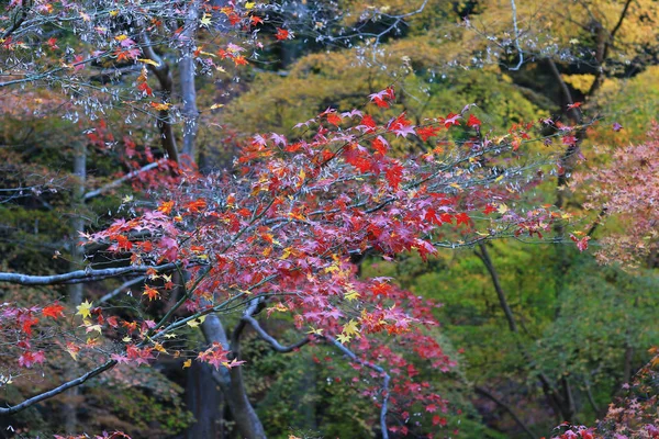 Jesieni w Rurikou w świątyni, Kioto — Zdjęcie stockowe