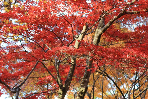 The fall season at Rurikou in Temple, kyoto — Stock Photo, Image