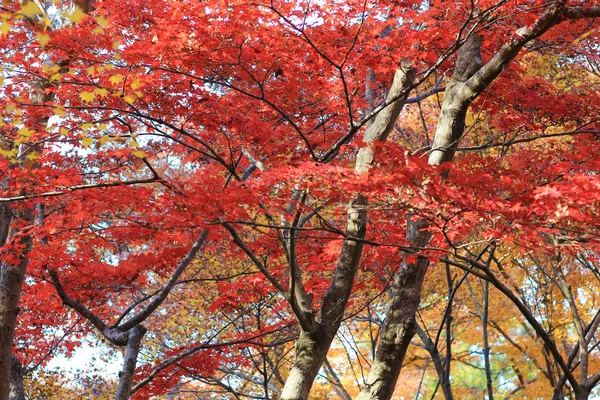 Осінній сезон в Rurikou в храмі, Кіото — стокове фото
