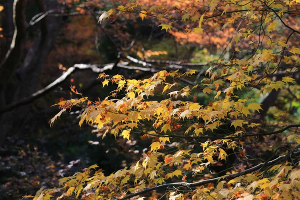 Осенний сезон в Рюрикоу в Фелле, Киото — стоковое фото