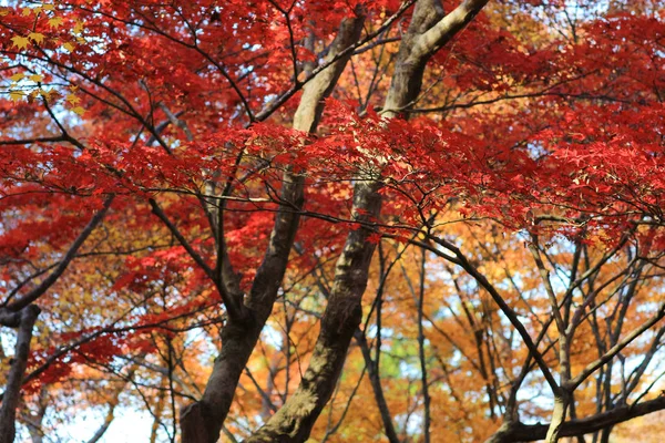 A temporada de outono em Rurikou no Templo, kyoto — Fotografia de Stock