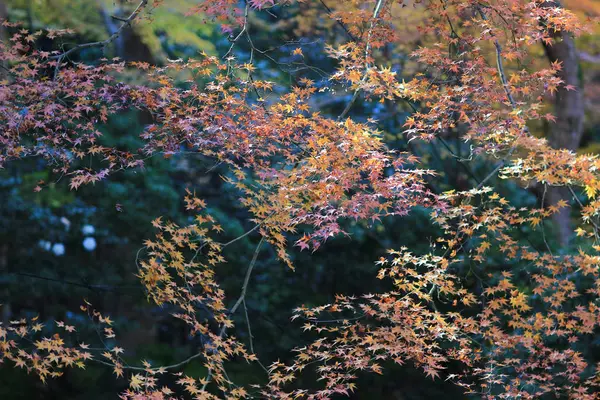 Осенний сезон в Рюрикоу в Фелле, Киото — стоковое фото