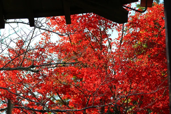 Manshu w Monzeki w kyoto Japonia — Zdjęcie stockowe