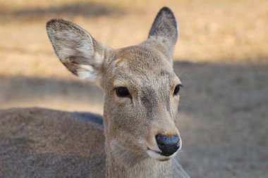 Nara Nara Park'ta geyik geyik