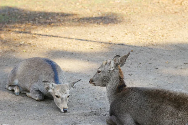 Veado em Nara no Nara Park — Fotografia de Stock