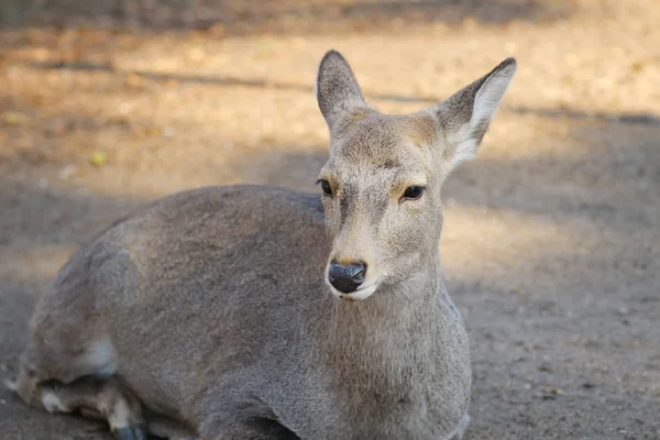 Stag Deer in Nara at Nara Park — Stock Photo, Image