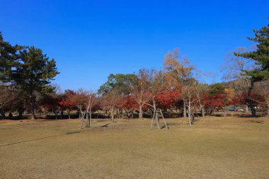 Japonya'da Hiroşima central Park sonbahar laves