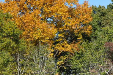 Japonya, nara parkta bir sonbahar yaprakları 