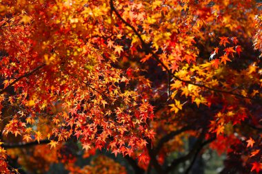 Manzara, Nara parkta Sonbahar Japonya