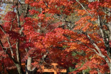 Manzara, Nara parkta Sonbahar Japonya