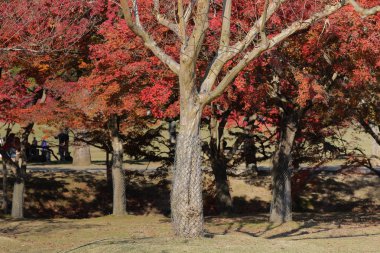 Manzara, Nara parkta Sonbahar Japonya
