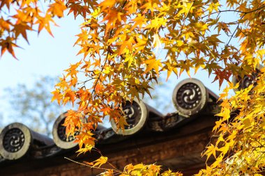 Kyoto, Japonya Byodo tapınağında Garden'da