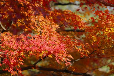 Kyoto, Japonya Byodo tapınağında Garden'da