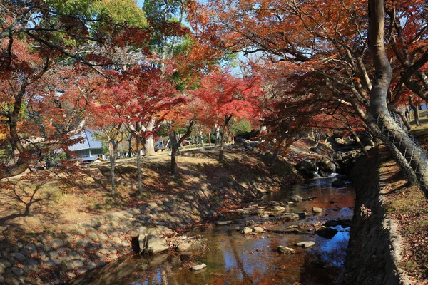 奈良県で秋に奈良公園 — ストック写真