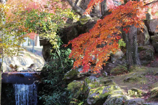 Krajobraz z Nara Park jesienią w Japonii — Zdjęcie stockowe