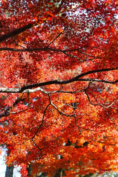 El Paisaje del Parque Nara en otoño en Japón — Foto de Stock