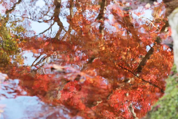 В Осінні листи у nara парк в Японії — стокове фото