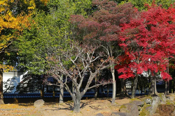 Folhas de outono no parque nara no Japão — Fotografia de Stock