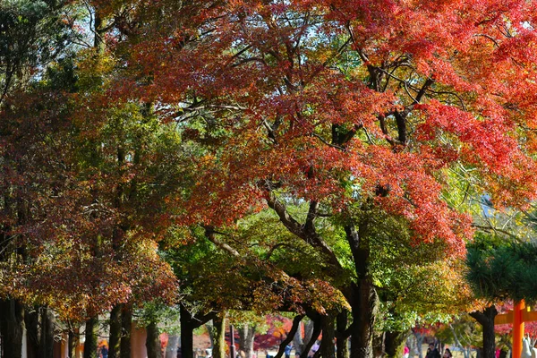 Un otoño sale en el parque Nara en Japón —  Fotos de Stock