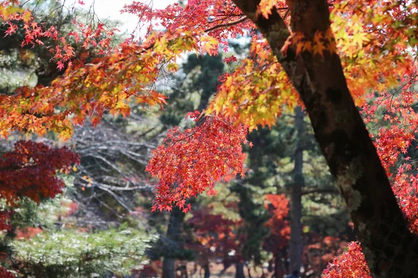 Le Paysage du Parc de Nara à l'automne au Japon — Photo