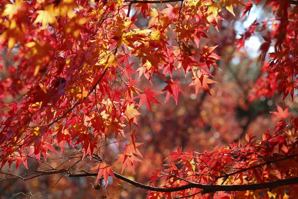 Autumn listowie w parku nara w Japonii — Zdjęcie stockowe