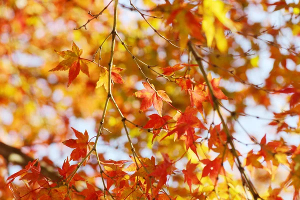 Az őszi levelek, a nara park, Japán — Stock Fotó