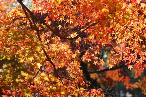 日本奈良公园的秋叶 — 图库照片