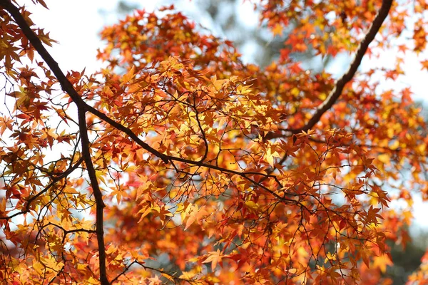 Een herfstbladeren in nara park in Japan — Stockfoto