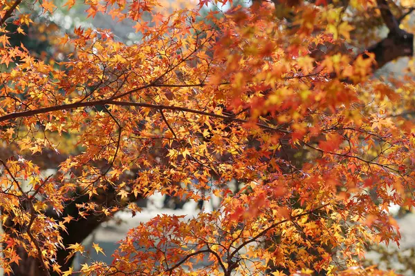 Осенние листья в парке Нара в Японии — стоковое фото
