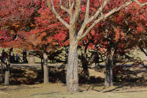Пейзаж парка Нара осенью в Японии — стоковое фото