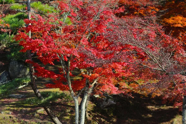 Un autunno parte nel parco di Nara in Giappone — Foto Stock