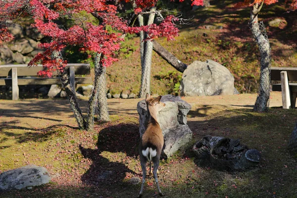 奈良公園鹿秋ラーベス日本 — ストック写真