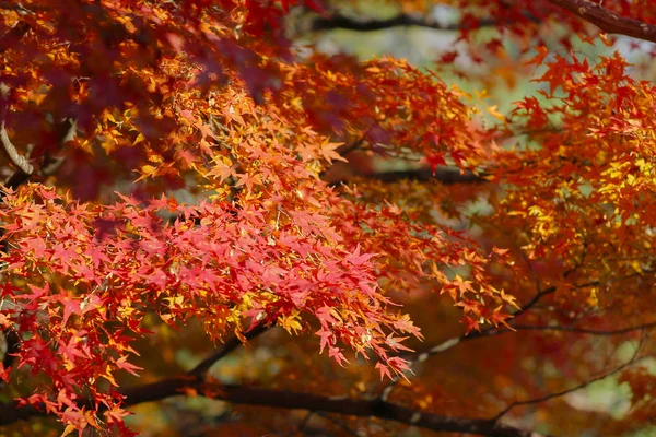 Ο κήπος του Κιότο, Ιαπωνία Byodo στο ναό — Φωτογραφία Αρχείου