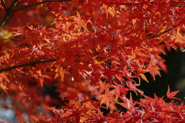 A kert a Kyoto, Japán Byodo templomban — Stock Fotó