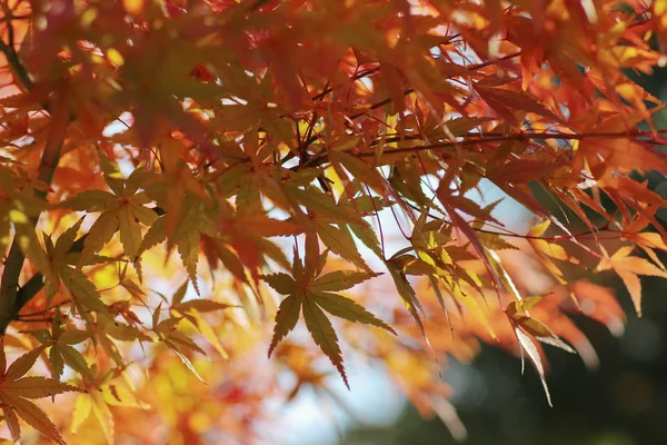 寺で京都平等院庭園 — ストック写真