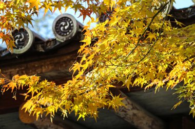 Sonbahar sezonu Byodo Tapınağı içinde Japonya