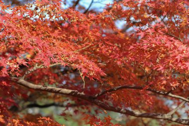Sonbahar sezonu Byodo Tapınağı içinde Japonya