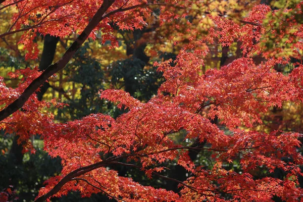 A temporada de outono em Byodo In Temple japão — Fotografia de Stock