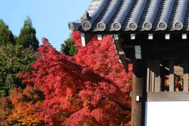 çatı Tofuku ji Tapınağı ile sonbahar 