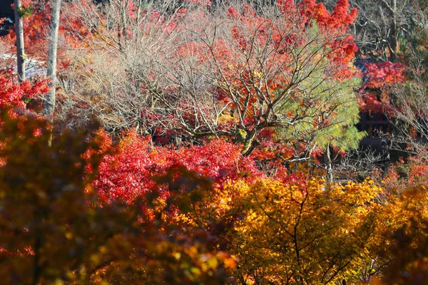 Famoso destino de viagem de Kyoto durante a temporada de outono — Fotografia de Stock
