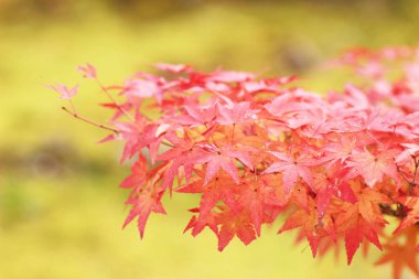 Sonbahar sezonu Bahçe Seiryuden Japon Tapınağı'nda  