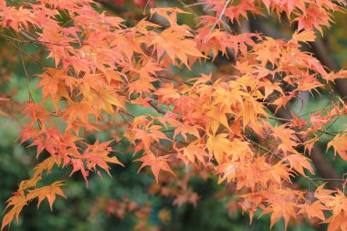 Sonbahar sezonu Bahçe Seiryuden Japon Tapınağı'nda  
