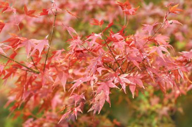 Sonbahar sezonu Bahçe Seiryuden Japon Tapınağı'nda  