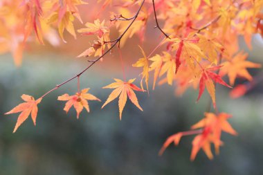Seiryuden Japon kyoto Garden'da sezon sonbahar