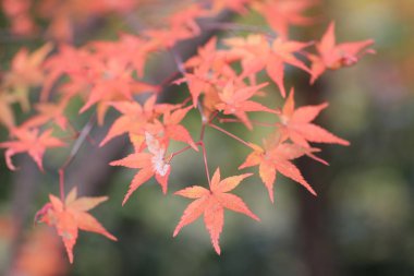 Sonbahar sezonu Bahçe Seiryuden Japon Tapınağı'nda  